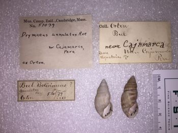 Media type: image; Malacology 57039 Description: 57039_Drymaeus_annulatus image;